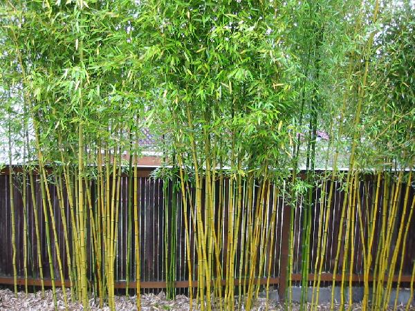 Bamboo Garden Design